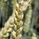 Hybri'density-App supports sowing of hybrid wheat