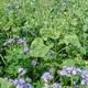 viterra® HORRIDO