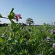 viterra® BODENGARE
