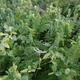 viterra® RAPS