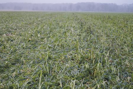 viterra® MULCH after rolling