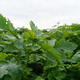 Catch crops