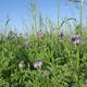 viterra® UNIVERSAL LEGUMINOSENFREI