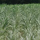 Avoid drought stress on dry, sandy sites