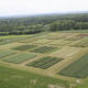 What determines the nitrogen requirement in wheat?