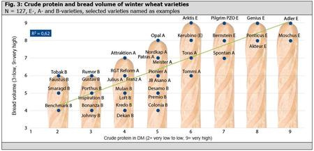 Fig. 3: Crude protein and bread volume of winter wheat varieties