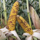 Where to grow (which) early varieties?