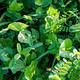 viterra® MAIS STRUKTUR