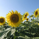 /data/images/SAATEN-UNION.com/Menu/Sunflower/CIMG6903.JPG