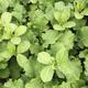 viterra® BEISAAT GROB