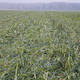 When and how does tillage make sense?