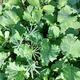 viterra® BEISAAT RAPS GROB