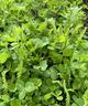 viterra® UNTERSAAT GETREIDE