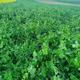 viterra® UNIVERSAL N-PLUS