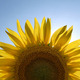 /data/images/SAATEN-UNION.com/Menu/Sunflower/CIMG6909.JPG