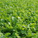 viterra® MAIS