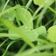 viterra® UNTERSAAT KLEE PLUS