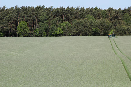 Harvest of rye wholecrop silage