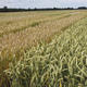 Wheat variety selection: Varieties in the hardiness test