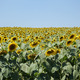 /data/images/SAATEN-UNION.com/Menu/Sunflower/CIMG6918.JPG