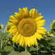 /data/images/SAATEN-UNION.com/Menu/Sunflower/CIMG6900.JPG