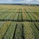 Winter wheat - New variety types with huge potential