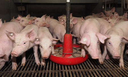Reduce losses in pig feeding, picture agrarpress