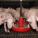 Animal feed without restriction – higher efficiency in pig fattening