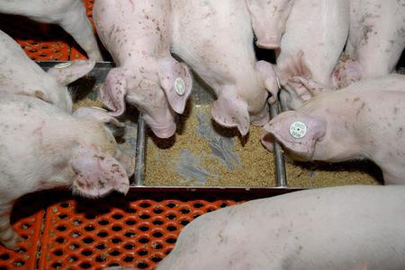 New research project in pig feeding